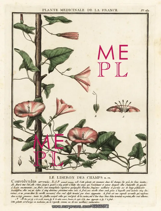 : Field bindweed, Convolvulus arvensis : Field bindweed, Convolvulus arvensis