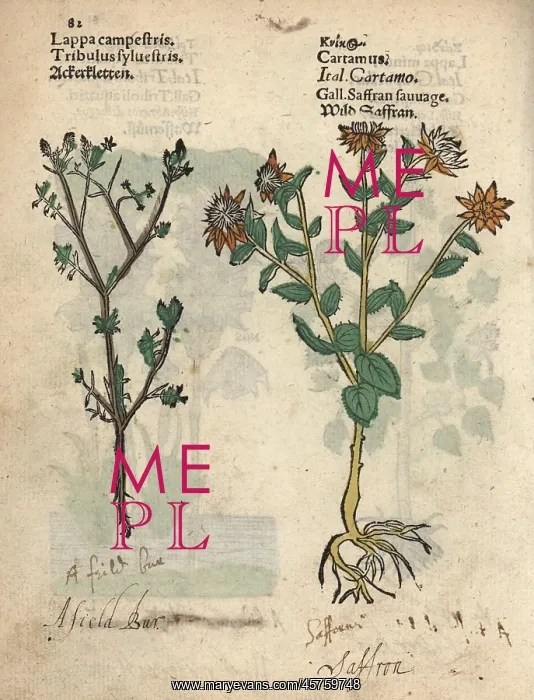 : Field bur, Tribulus sylvestris, and safflower : Field bur, Tribulus sylvestris, and safflower