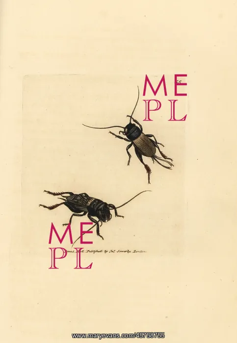 : Field cricket, Gryllus campestris : Field cricket, Gryllus campestris