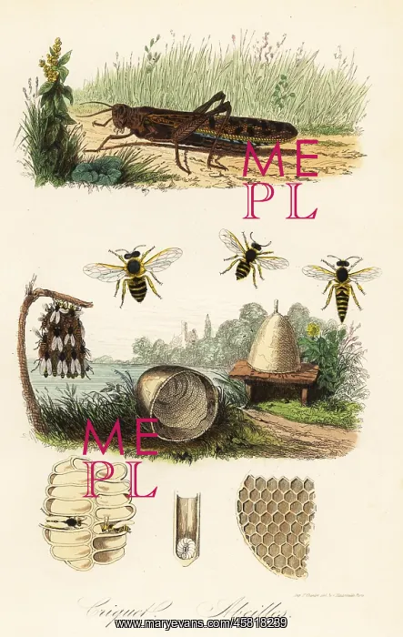: Field cricket and honey bee : Field cricket and honey bee