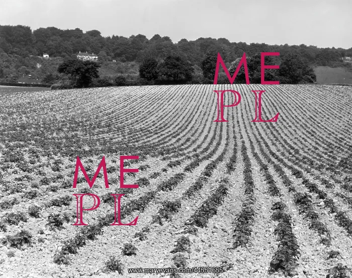  : FIELD OF CROPS