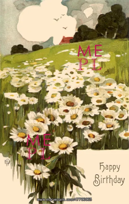  : Field of Daisies