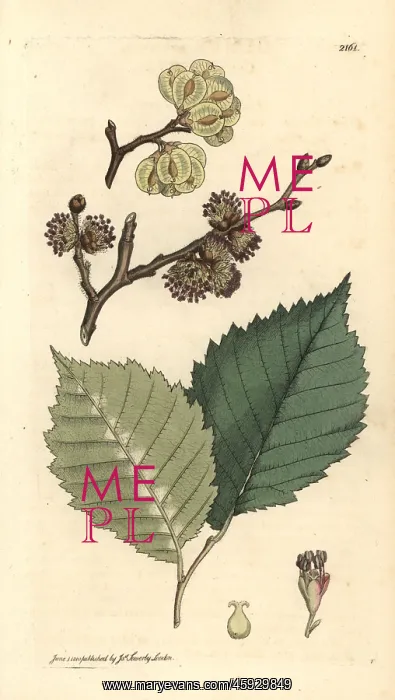 : Field elm, Ulmus minor : Field elm, Ulmus minor