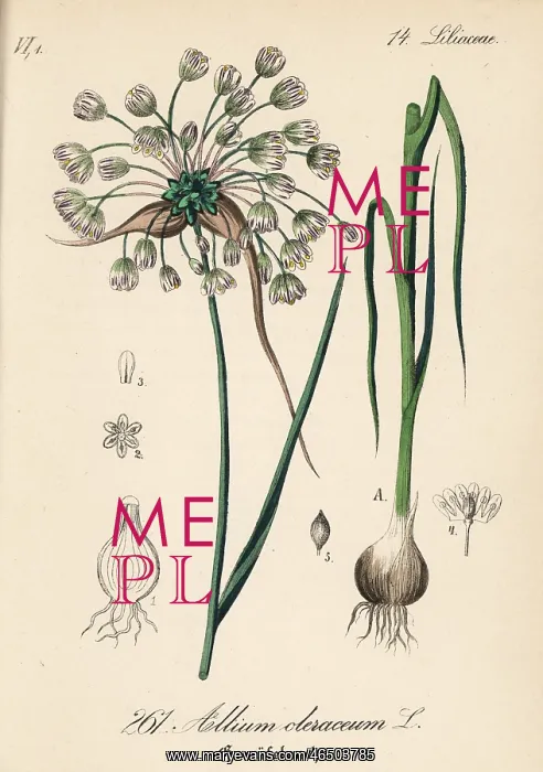 : Field garlic, Allium oleraceum : Field garlic, Allium oleraceum