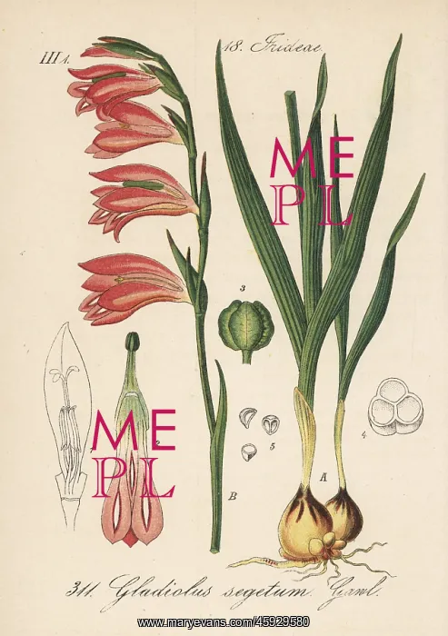 : Field gladiolus, Gladiolus italicus : Field gladiolus, Gladiolus italicus
