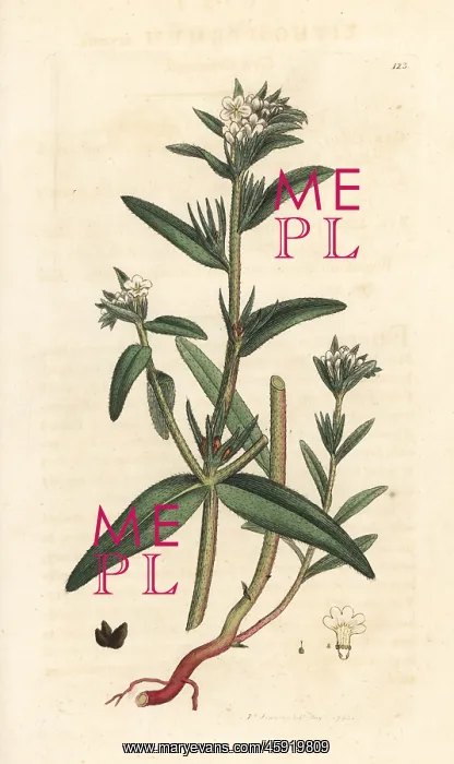 : Field gromwell, Buglossoides arvensis : Field gromwell, Buglossoides arvensis
