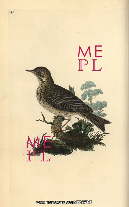  : Field lark, Alauda minor (or Tree pipit, Anthus trivialis)