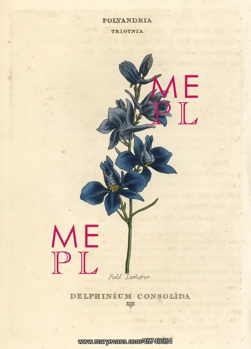 : Field larkspur, Consolida regalis : Field larkspur, Consolida regalis