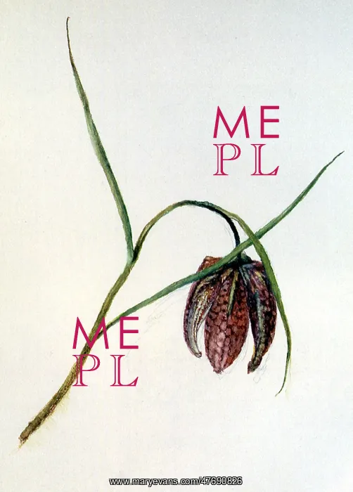  : Field Lily of Oxford, by John Ruskin