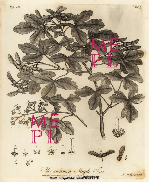 : Field maple, Acer campestre : Field maple, Acer campestre