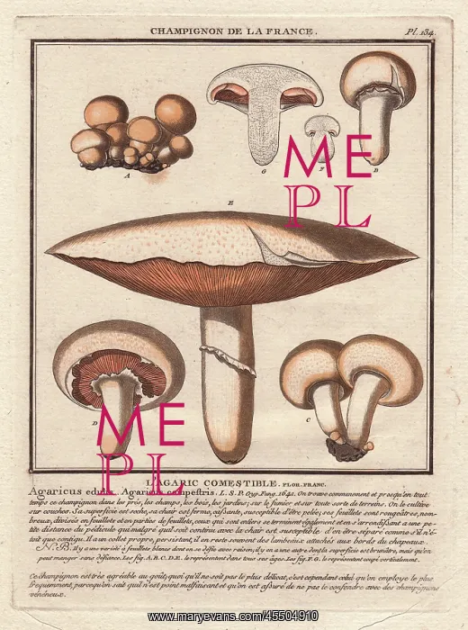 : Field mushroom, Agaricus campestris, Agaricus edulis : Field mushroom, Agaricus campestris, Agaricus edulis