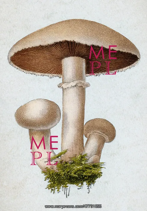 : Field Mushroom, Agaricus campestris : Field Mushroom, Agaricus campestris