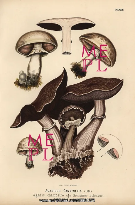 : Field mushroom, Agaricus campestris, edible : Field mushroom, Agaricus campestris, edible