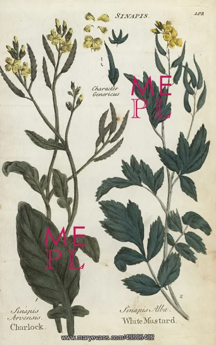 : Field mustard, Sinapis arvensis, and white : Field mustard, Sinapis arvensis, and white