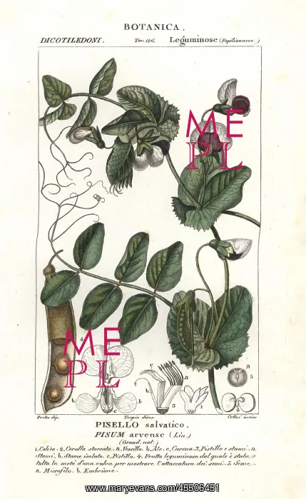 : Field pea, Pisum arvense : Field pea, Pisum arvense