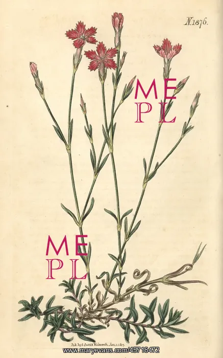 : Field pink, Dianthus campestris : Field pink, Dianthus campestris
