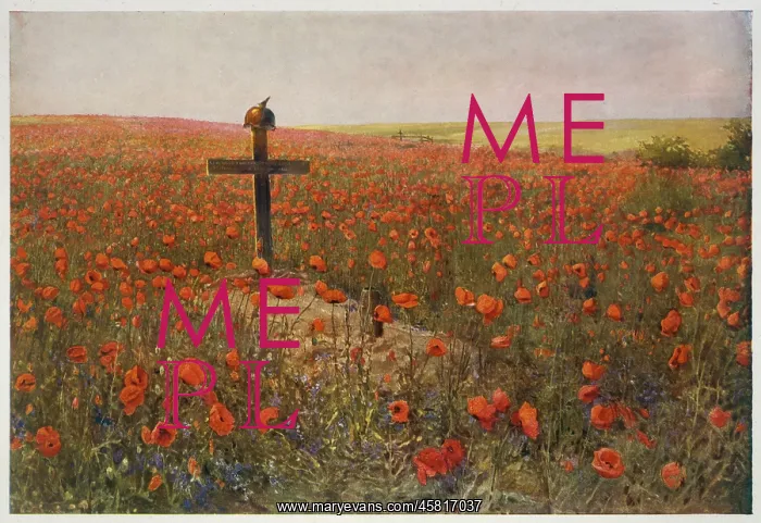 : FIELD OF POPPIES : FIELD OF POPPIES