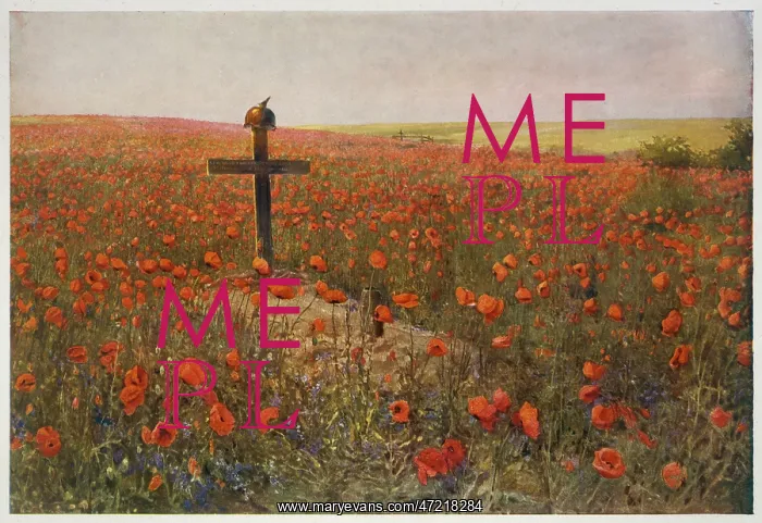 : FIELD OF POPPIES : FIELD OF POPPIES