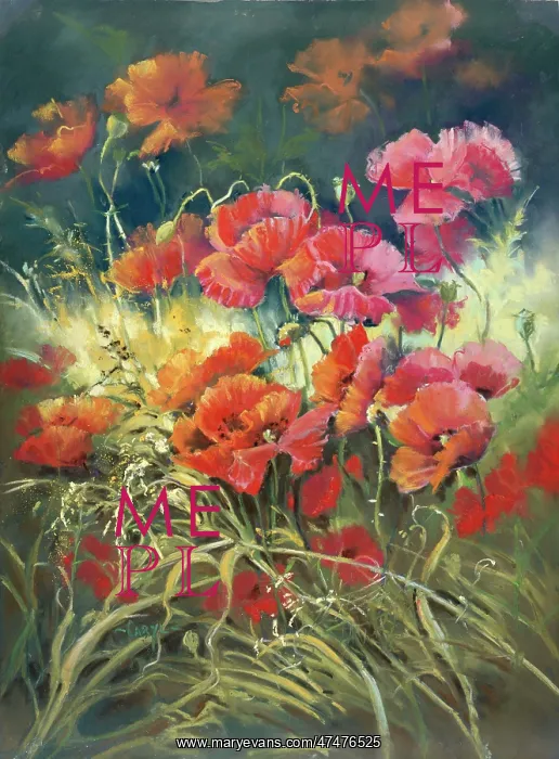  : Field Poppies