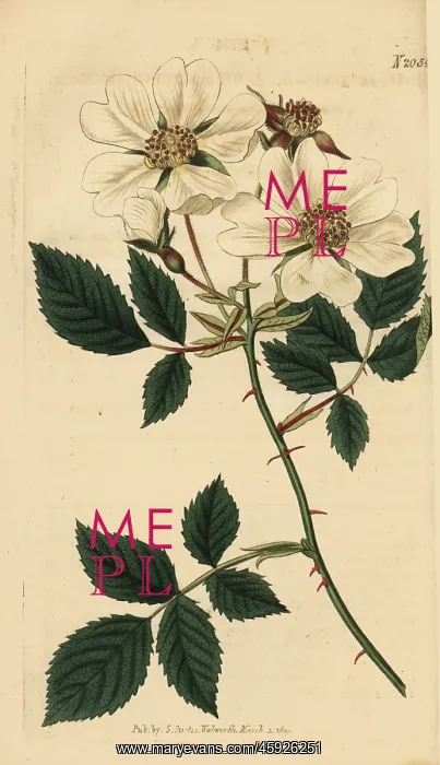 : Field rose, Rosa arvensis : Field rose, Rosa arvensis