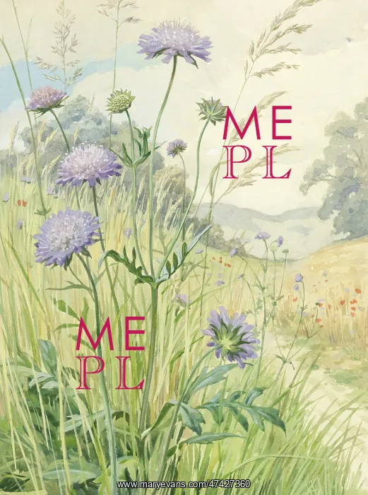 : Field Scabious growing in a landscape : Field Scabious growing in a landscape