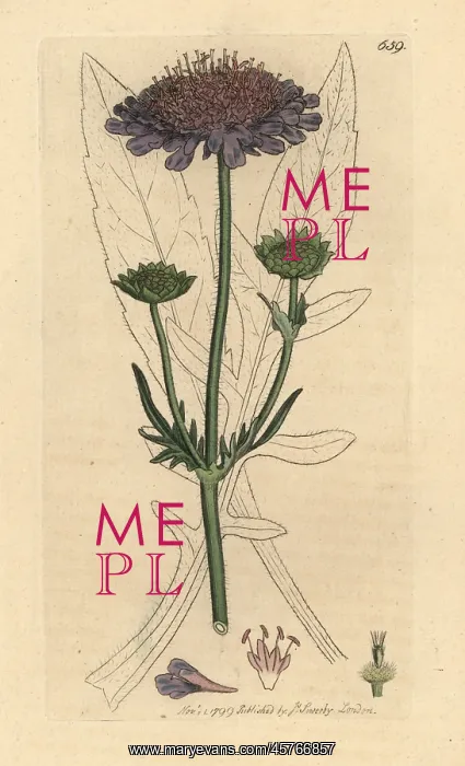 : Field scabious, Knautia arvensis : Field scabious, Knautia arvensis