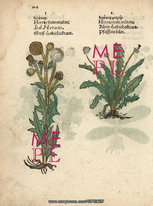 : Field sow-thistle, Sonchus arvensis, and mouse-ear : Field sow-thistle, Sonchus arvensis, and mouse-ear