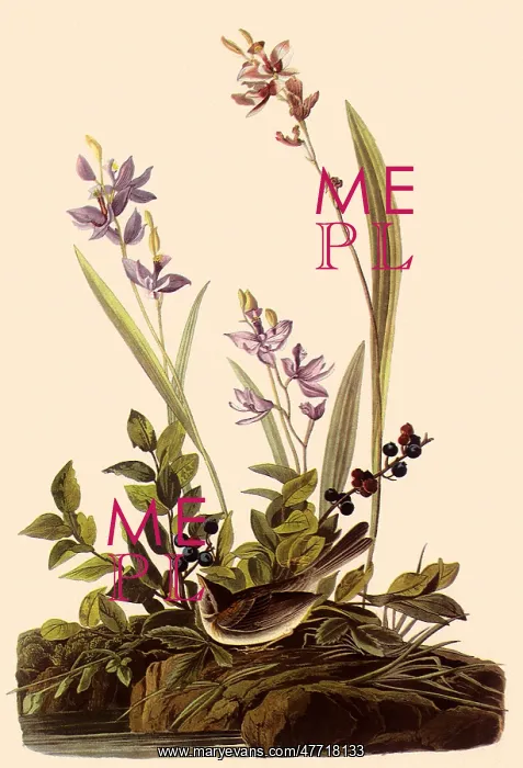  : Field Sparrow