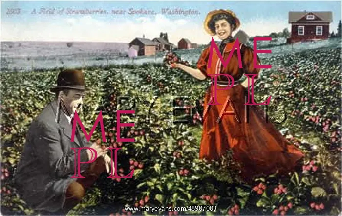 : A FIELD OF STRAWBERRIES : A FIELD OF STRAWBERRIES