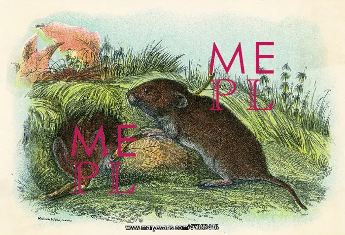  : FIELD VOLE