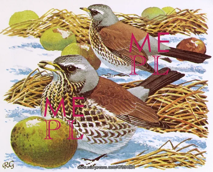 : FIELDFARES (Terdus pilaris) : FIELDFARES (Terdus pilaris)
