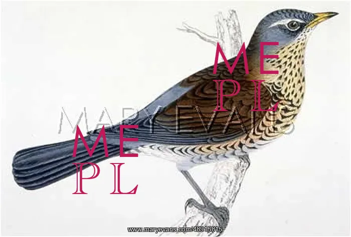  : FIELDFARE (MORRIS)