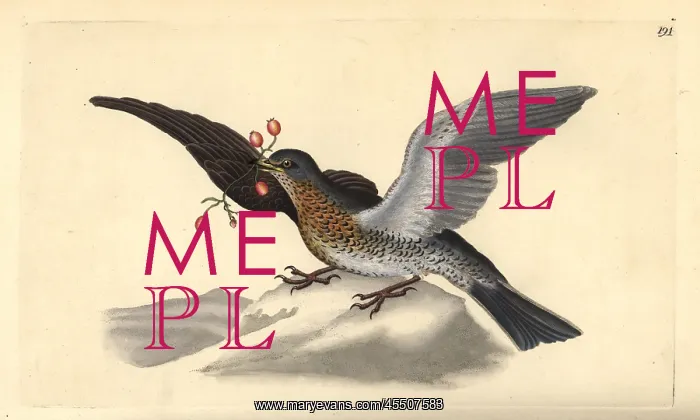 : Fieldfare, Turdus pilaris : Fieldfare, Turdus pilaris