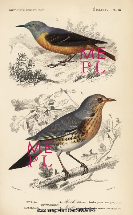 : Fieldfare, Turdus pilaris, and rufous-tailed : Fieldfare, Turdus pilaris, and rufous-tailed