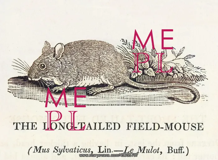  : Fieldmouse (Bewick)