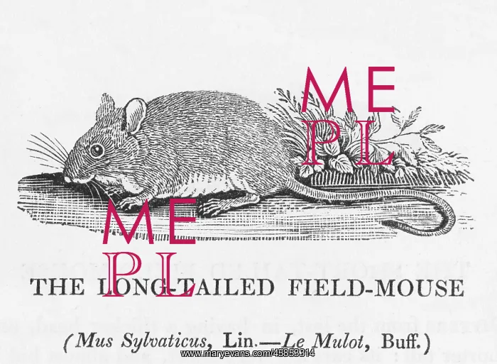 : Fieldmouse (Bewick) : Fieldmouse (Bewick)