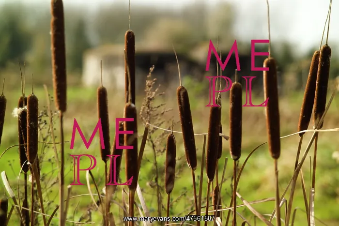 : Fields of Battle - Aubers : Fields of Battle - Aubers