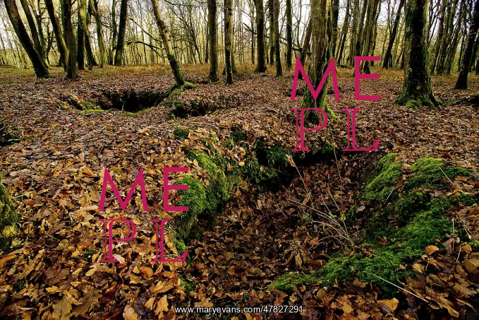 : Fields of Battle - Belleau Wood : Fields of Battle - Belleau Wood