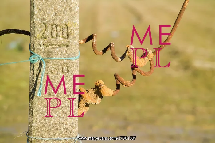 : Fields of Battle - Messines : Fields of Battle - Messines