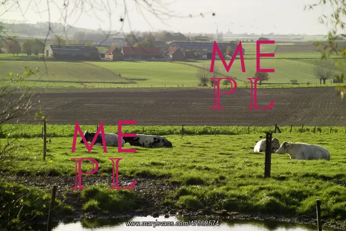 : Fields of Battle - Messines : Fields of Battle - Messines