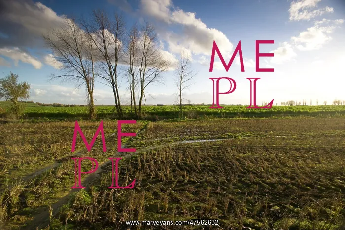 : Fields of Battle - Messines : Fields of Battle - Messines