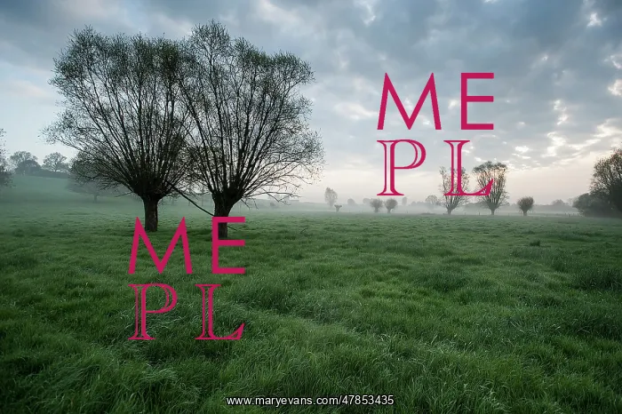 : Fields of Battle - Messines : Fields of Battle - Messines