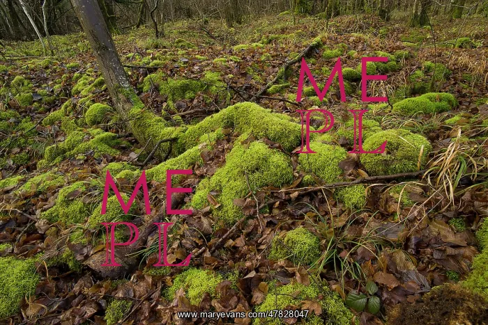 : Fields of Battle - St.Mihiel : Fields of Battle - St.Mihiel