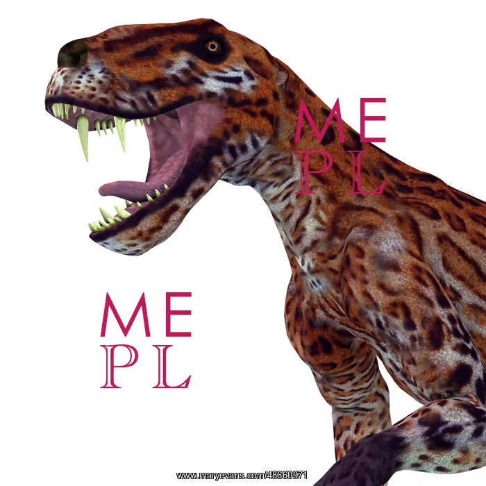 : A fierce Lycaenops roaring : A fierce Lycaenops roaring