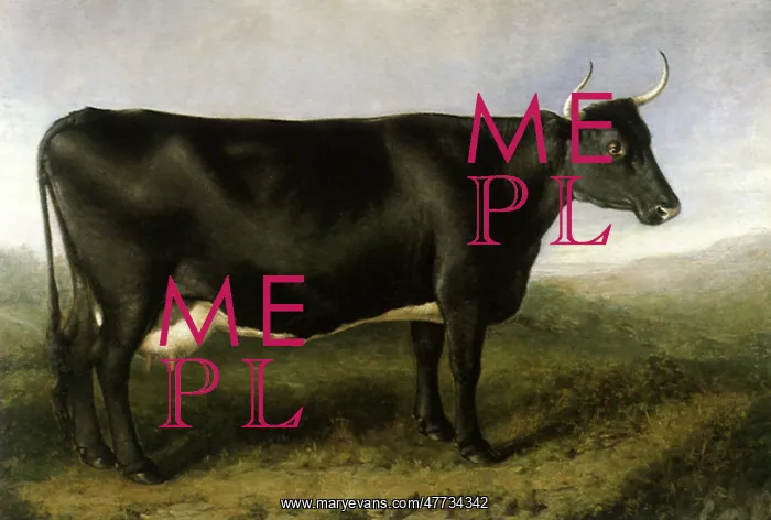  : The Fife Cow