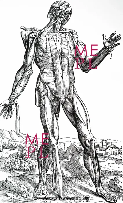 : Fifth Plate of the Muscles. From Andreas Vesalius : Fifth Plate of the Muscles. From Andreas Vesalius