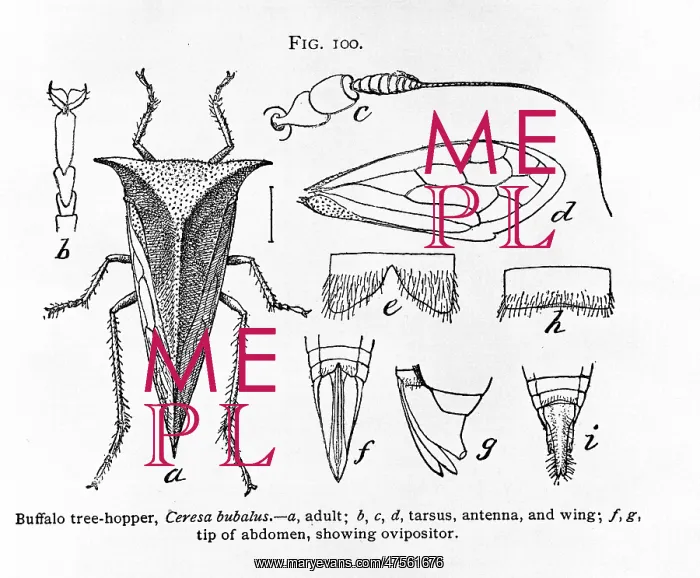 : Fig 100. Ceresa bubalus, buffalo tree-hopper : Fig 100. Ceresa bubalus, buffalo tree-hopper