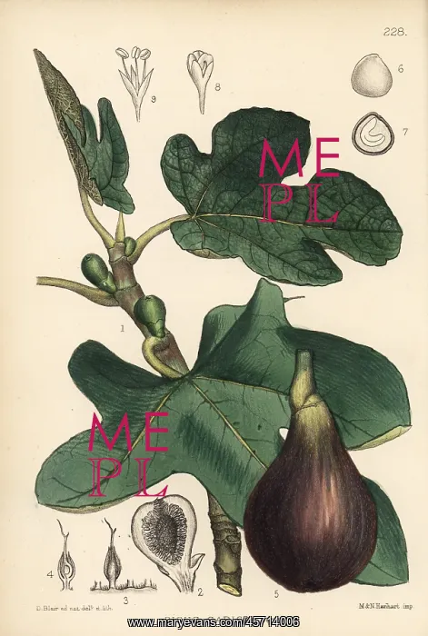 : Fig, Ficus carica : Fig, Ficus carica