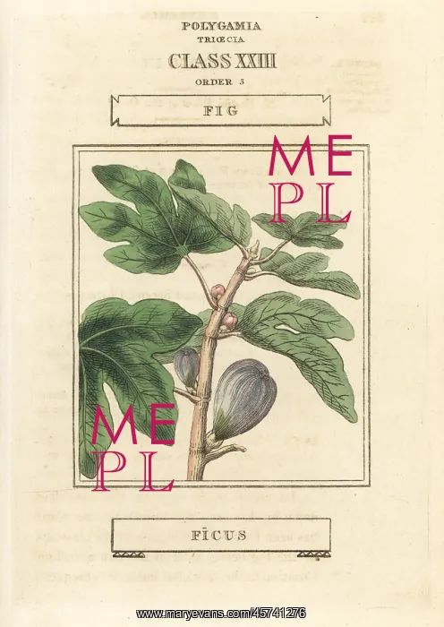 : Fig, Ficus carica : Fig, Ficus carica