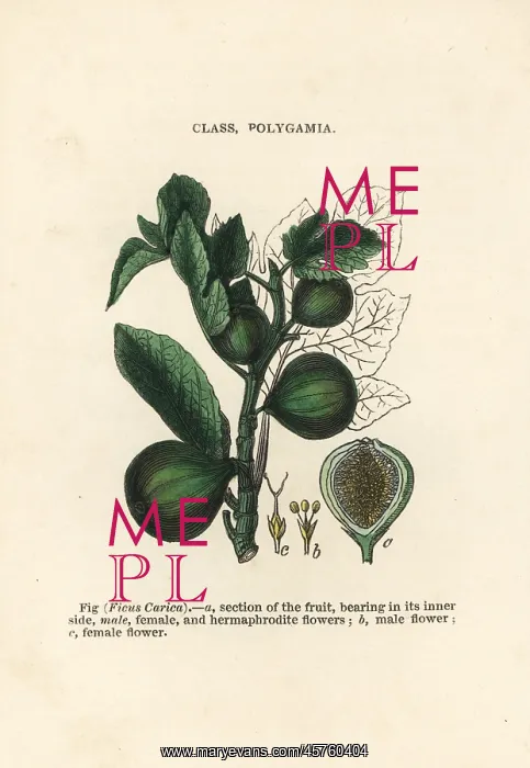 : Fig, Ficus carica : Fig, Ficus carica